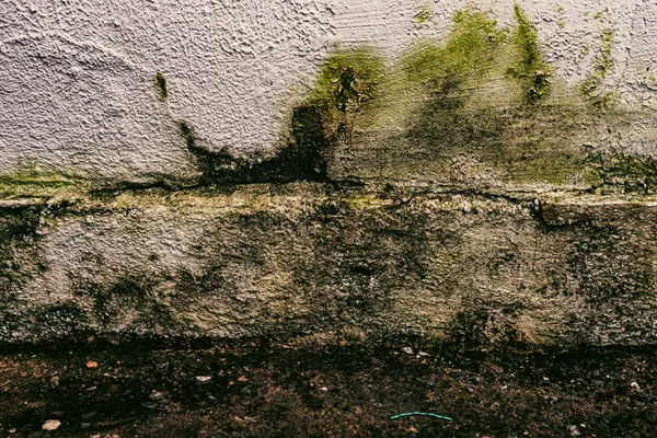 Mold Remediation